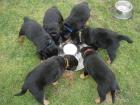 Süße Weihnachten Rottweilerwelpen suchen ein zu Hause